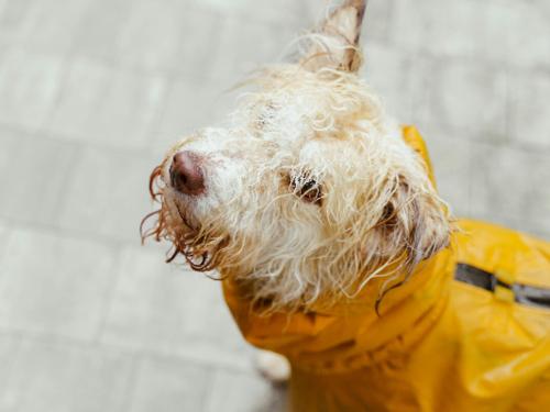 Walking Your Dog in the Rain: Tips, Benefits, and Precautions